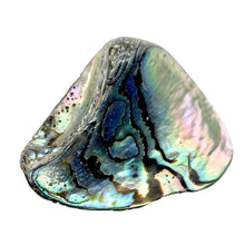 Load image into Gallery viewer, One! Natural Abalone Fan Shaped Pendant 45x35mm Bead