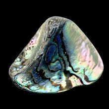 Load image into Gallery viewer, One! Natural Abalone Fan Shaped Pendant 45x35mm Bead