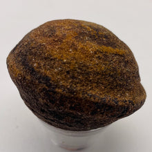 Load image into Gallery viewer, Moqui Marble Shaman Stone 83g Display Specimen | 42x35mm | Brown | 1 Specimen |