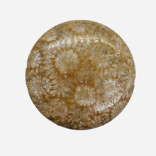 Load image into Gallery viewer, 1 Fossilized Coral 35mm Coin Pendant Bead 9156