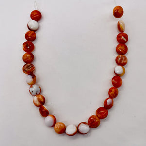 Spiny Oyster Flat Round Half Strand Beads | 8x4mm | Orange White | 25 Beads |
