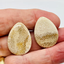 Load image into Gallery viewer, Fossilized Coral Flat Pear Pendant Bead Strand 107084