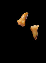 Load image into Gallery viewer, 2 Carved Mookaite Trumpet Flower Bead 8919B