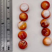 Load image into Gallery viewer, Spiny Oyster Flat Round Bead Parcel | 8x4mm | Orange White | 10 Beads |