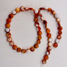 Load image into Gallery viewer, Spiny Oyster Flat Round 16" Bead Strand | 8x4mm | Orange White | 51 Beads |