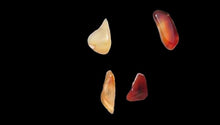 Load image into Gallery viewer, Designer 4 Natural Wild Carnelian Drop Beads 009579