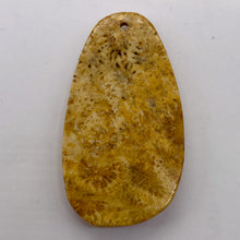 Load image into Gallery viewer, Fossilized Coral Teardrop Pendant Bead | 53x29x7mm | Orange Beige |