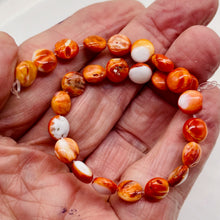 Load image into Gallery viewer, Spiny Oyster Flat Round Half Strand Beads | 8x4mm | Orange White | 25 Beads |
