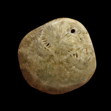 Load image into Gallery viewer, Coral Fossilized with Tiny Critters Pendant Bead | 46x43x8mm | 1 Bead |