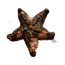 Load image into Gallery viewer, Hand Carved Mica Quartz Starfish Pendant Bead | 67x65x10mm | Brown, Pink |