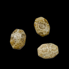 Load image into Gallery viewer, Fab 3 Fossilized Coral Designer Cameo Cut Beads 7384C