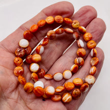 Load image into Gallery viewer, Spiny Oyster Flat Round 16&quot; Bead Strand | 8x4mm | Orange White | 51 Beads |
