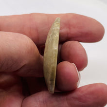 Load image into Gallery viewer, Coral Fossilized with Tiny Critters Pendant Bead | 46x43x8mm | 1 Bead |