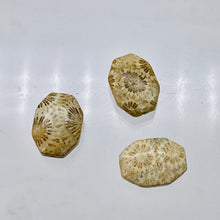 Load image into Gallery viewer, Fab 3 Fossilized Coral Designer Cameo Cut Beads 7384C