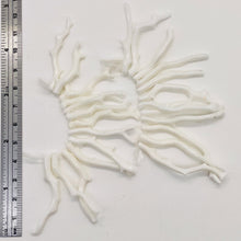 Load image into Gallery viewer, Coral Branch Beads | 50x3 to 41x3mm | White | 12 Beads |