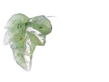 Load image into Gallery viewer, One Bead of Druzy Green Prehnite Leaf Briolette 9885E