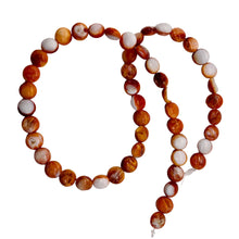 Load image into Gallery viewer, Spiny Oyster Flat Round 16" Bead Strand | 8x4mm | Orange White | 51 Beads |