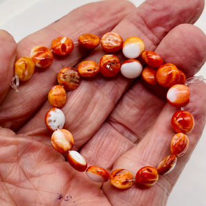 Spiny Oyster Flat Round 16" Bead Strand | 8x4mm | Orange White | 51 Beads |