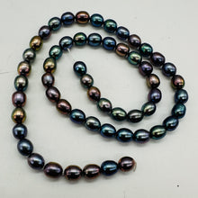 Load image into Gallery viewer, Blue Pink Lavender Freshwater Pearl Strand | Near-Round Oval | 7x6mm| 55 Pearls