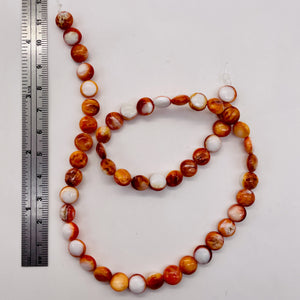 Spiny Oyster Flat Round Bead Parcel | 8x4mm | Orange White | 10 Beads |