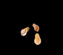 Load image into Gallery viewer, 3 Speckled Peach Chalcedony Rose Bud Beads 009221