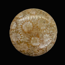Load image into Gallery viewer, 1 Fossilized Coral 35mm Coin Pendant Bead 9156