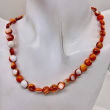 Load image into Gallery viewer, Spiny Oyster Flat Round 16" Bead Strand | 8x4mm | Orange White | 51 Beads |