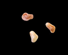 Load image into Gallery viewer, 3 Speckled Peach Chalcedony Rose Bud Beads 009219
