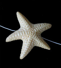 Load image into Gallery viewer, Splash Starfish Carved Waterbuffalo Bone Button 009700G | 33x31.5x7mm | Bone - PremiumBead Primary Image 1