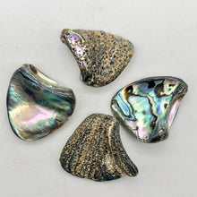 Load image into Gallery viewer, One! Natural Abalone Fan Shaped Pendant 45x35mm Bead - PremiumBead Alternate Image 7