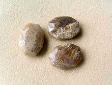 Load image into Gallery viewer, Stellar 3 Fossilized Coral Cameo Cut Beads 7384A - PremiumBead Primary Image 1