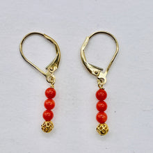 Load image into Gallery viewer, AAA Natural Ox Blood Red Coral Solid 14K Gold Earrings 302904C