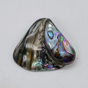 Abalone Hinge Shell | 38x42x12to 36x38x11mm | Silver Pink | 1 Pendant Bead |
