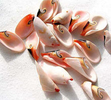 Load image into Gallery viewer, Natural Shell Divine Spiral Focal Bead Strand - PremiumBead Alternate Image 2