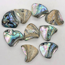 Load image into Gallery viewer, One! Natural Abalone Fan Shaped Pendant 45x35mm Bead - PremiumBead Alternate Image 4