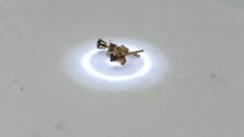 Load and play video in Gallery viewer, Blue Sapphire 14K Gold Earrings | 2mm| Blue | Stud |