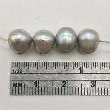 Load image into Gallery viewer, Silvery Moonlight Romance Fresh Water Pearls | 11x8-7.5x7mm | 4 Pearls | - PremiumBead Alternate Image 3