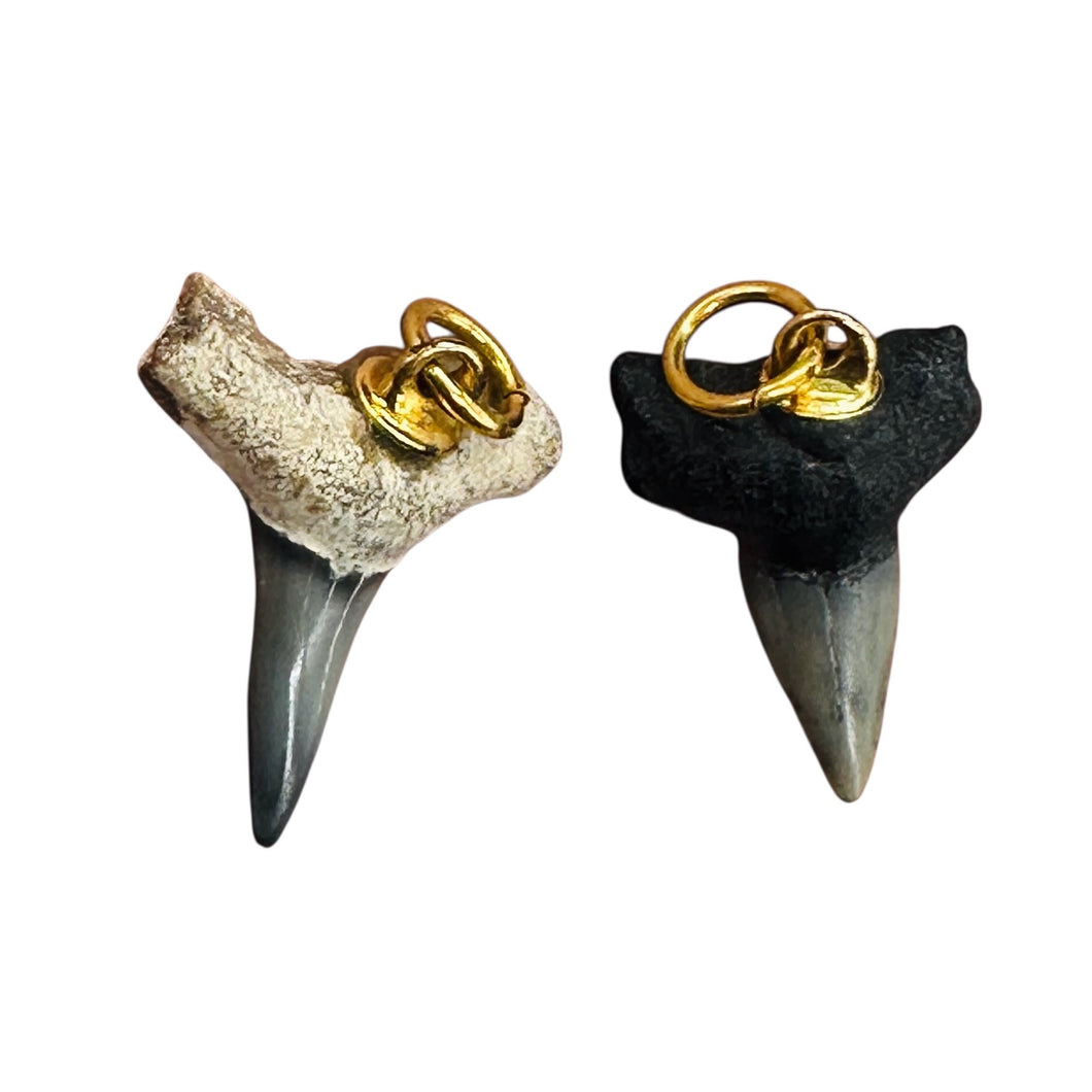 Shark Teeth Natural Fossilized Pendants | 1