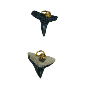 Shark Teeth Natural Fossilized Pendants | 1" Long | Grey, White | 2 Pendants |