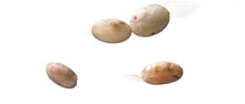 Load image into Gallery viewer, 4 Speckled Peach Chalcedony Oval Beads 9159
