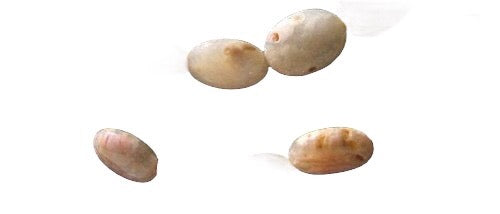 4 Speckled Peach Chalcedony Oval Beads 9159