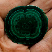 Load image into Gallery viewer, Malachite 36g Polished Round Stalactite Slice | 43x3=x8mm | Green | 1 Specimen |
