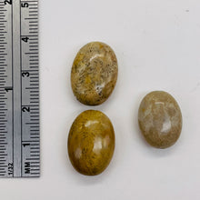 Load image into Gallery viewer, 3 Fossilized Coral Focal Oval Beads 8970
