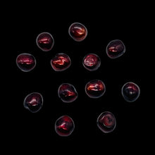 Load image into Gallery viewer, 12 Smoldering Burgundy Freshwater Pearls 8318
