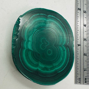 Malachite 36g Polished Round Stalactite Slice | 43x3=x8mm | Green | 1 Specimen |