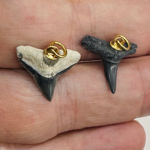 Shark Teeth Natural Fossilized Pendants | 1" Long | Grey, White | 2 Pendants |