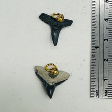 Load image into Gallery viewer, Shark Teeth Natural Fossilized Pendants | 1&quot; Long | Grey, White | 2 Pendants |
