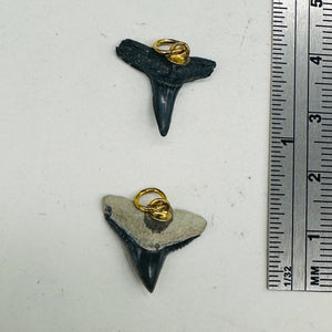 Shark Teeth Natural Fossilized Pendants | 1" Long | Grey, White | 2 Pendants |