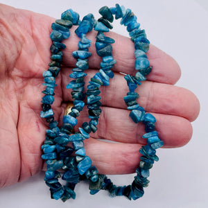 Apatite Bead Strand | Chip | 11x8x5 to 7x5x4mm | Blue | 200 Beads |