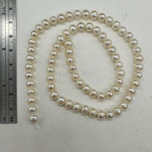 AAA Natural Wedding White Round 6.5-6mm FW Pearl Strand 104499